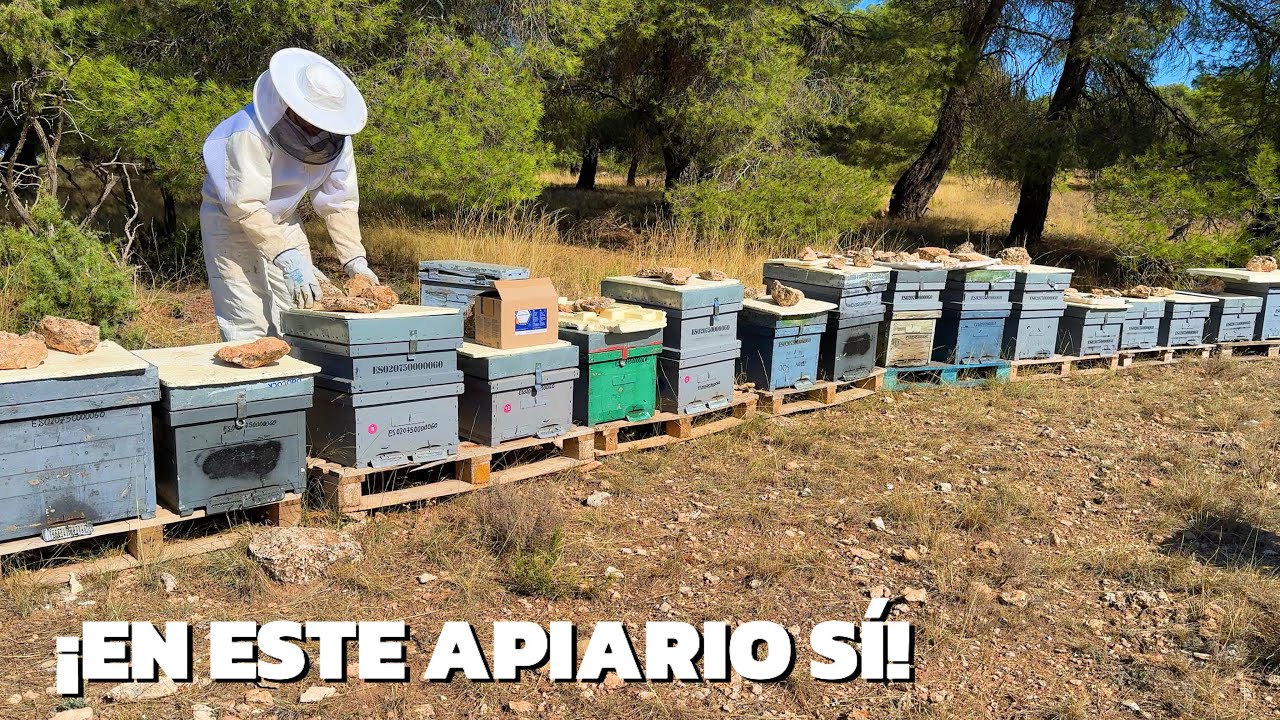 ¡Del PÁRAMO a un VERGEL para las abejas! 🐝 60 km que salvan colmenas