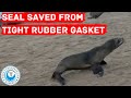 Seal Saved From Tight Rubber Gasket