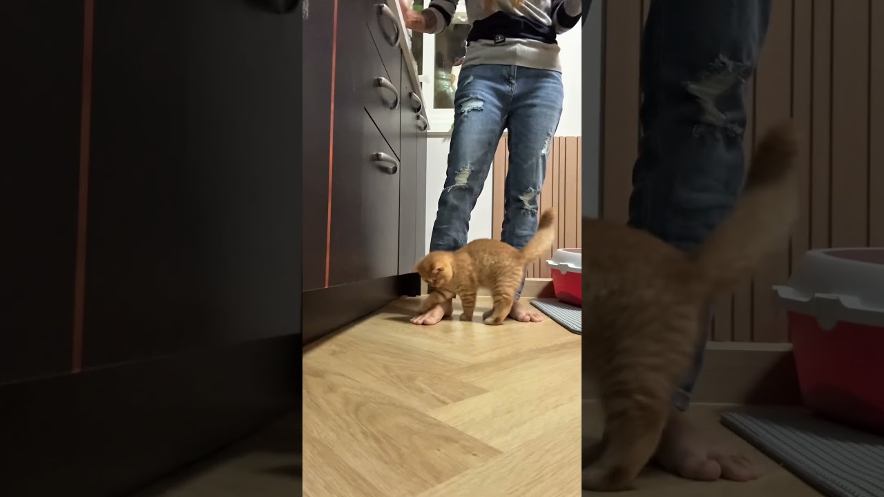 เล่นเยอะจนหิว #cat #แมว #cute #cutecat #funnycats #kitten #pets #meow #แมวถังแก๊ส #love