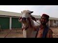 Sibi Mela 2022 | part 1 | Balochistan Mela | Sibi maila | Sibi bull | places to visit in Balochistan
