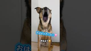 おはようまるちゃん🌞#雑種犬 #犬のいる暮らし #保護犬 #愛犬がいる暮らし #犬のいる生活 #おしゃべり犬