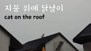 cat on a high roof by 펜션 고양이랑 3,207 views 2 years ago 1 minute, 11 seconds