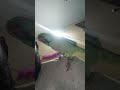 Talking Indian Ringneck Parrot 😲🦜 | Shorts #petbird #TalkingParrot #Parrot #ParrotShorts #SmartBird