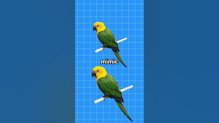 Why Do Parrots Talk Like Humans? 🤔(Explained)