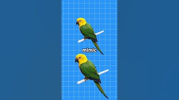 Thumbnail of Why Do Parrots Talk Like Humans? 🤔(Explained)