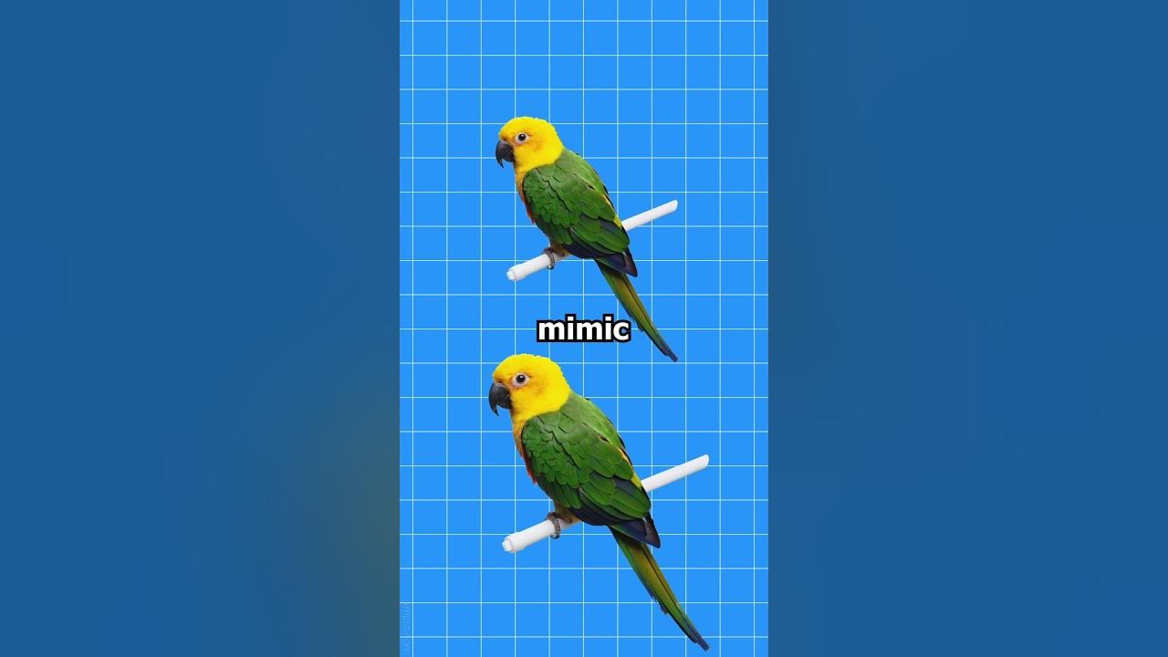 Why Do Parrots Talk Like Humans? 🤔(Explained)