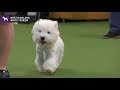 West Highland White Terriers | Breed Judging 2020 の動画、YouTube動画。