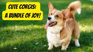 Corgi Facts You Need To Know