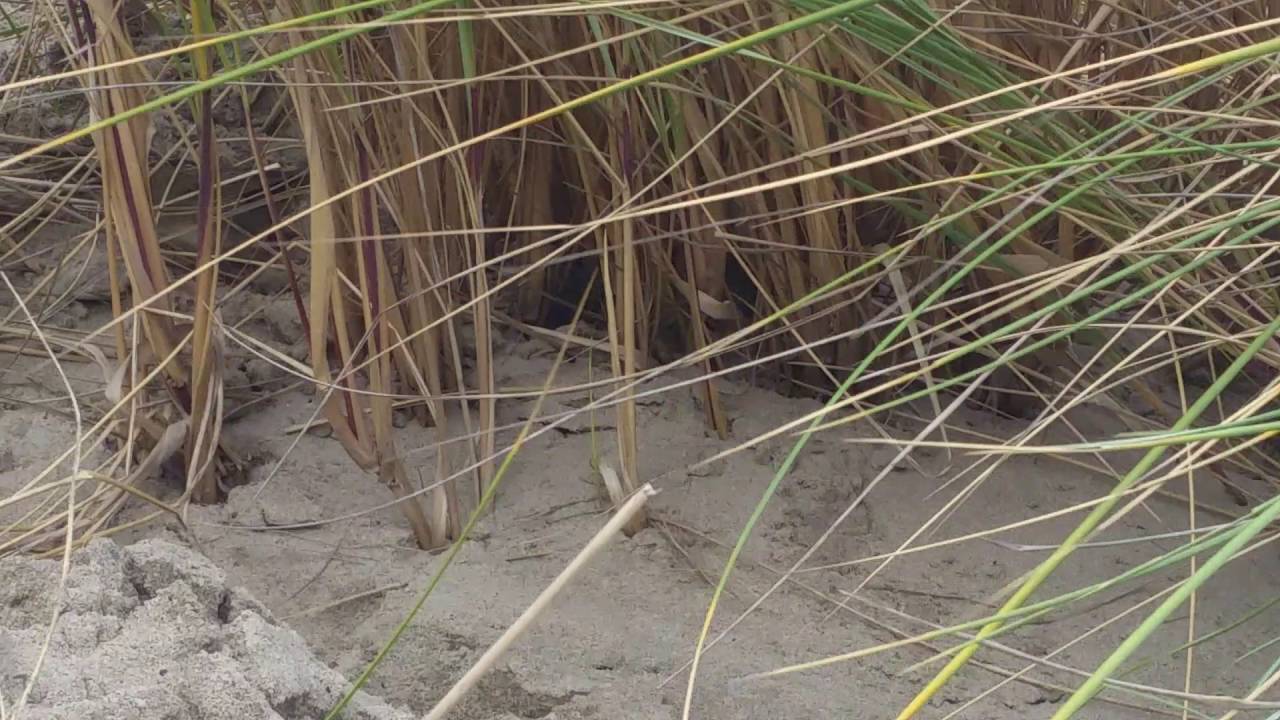 Lanceolated warbler (first thought to be Gropper, but Lancy on DNA