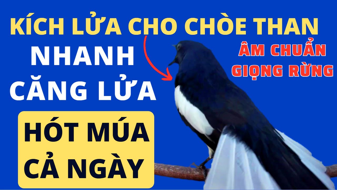 Chòe Than Mồi Hót - Chòe Than Hót Chuẩn GIỌNG NÚI RỪNG - Luyện Choè than HÓT HAY - choe than