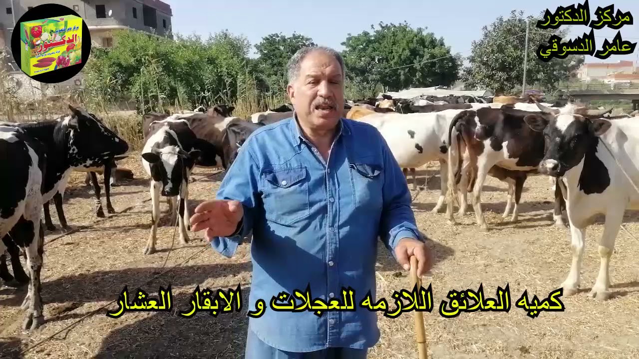 مكونات وتركيب عليقه  الابقار العشا رالجافه او الحلابه من حيث النوع والكميه  وطريقه التغذيه