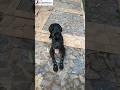 Anjing Galak Cane Corso Pintar Perintah Leave It