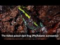 The kokoe poison dart frog phyllobates aurotaenia  colombia