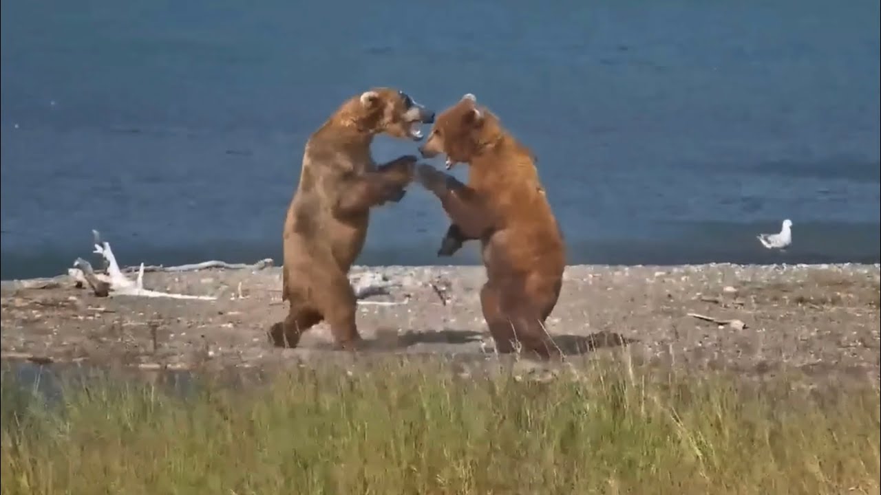 Katmai Bears 7-7-25. Bear #88 Checks In; #903 Welcomes Him Home with a ...