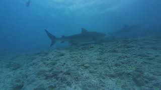 : Tiger Sharks