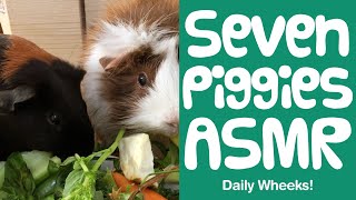 Guinea Pigs Eat Their GREEN FEAST! ASMR Food Eating Noises | Short Video Clips | Guinea Piggles by Guinea Piggles 562 views 2 years ago 1 minute, 4 seconds