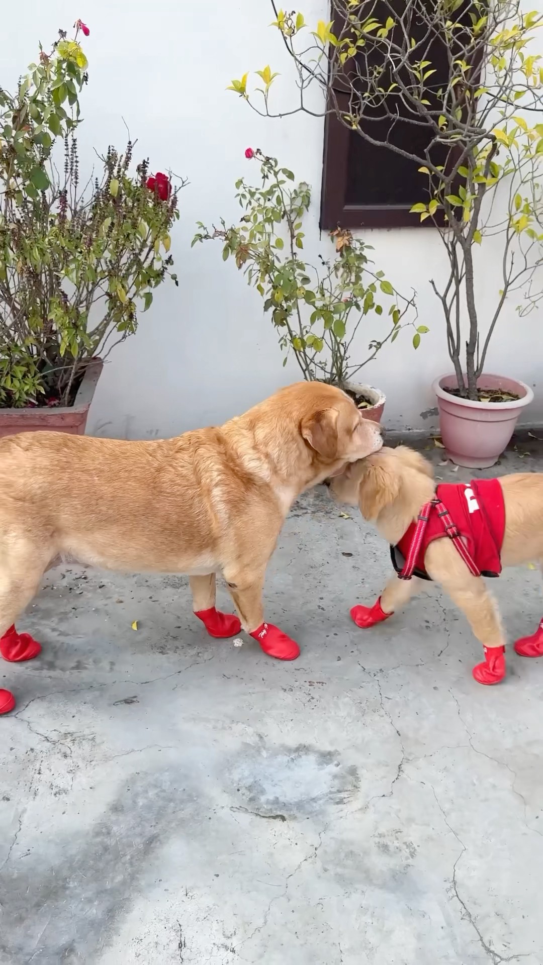 Leo or Reo ne phene shoes? #shorts #minivlog  | Anant Rastogi