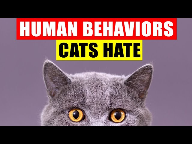 10 Human Habits Cats HATE and Wish You Wouldn't Do 