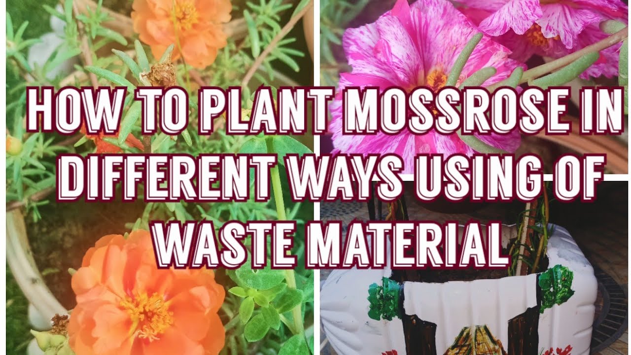 How to plant Moss rose in different way using of waste material YouTube