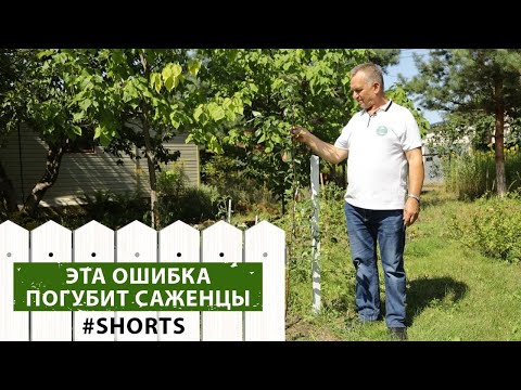 Видео: Как быстро растут деревья фиолетового дыма?