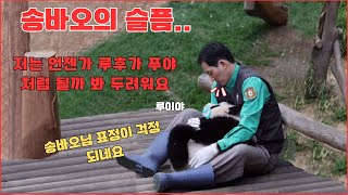 아이구!!  송바오님 할부지는루이바오 와 오랫동안 이야기를 나누었다...푸야소식에 많이슬프신듯ㅠㅠ