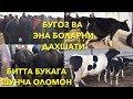 БУКАНИ ХАРИДОРИ КУПАЙИБ КЕТИБДИ ЯНГИ МОЛ БОЗОР НАРХЛАРИ