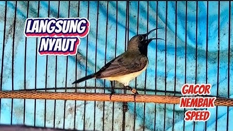 Sekali pancing langsung nyaut SOGON gacor isian pelatuk sampit