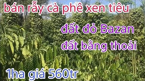 Nhà đất đăk nông cần bán gấp rẫy cà phê xen tiêu. Sầu. Đất bằng thoải.1ha giá 560tr. Lh 0914743898
