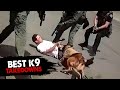 K9s vs Criminals: The Ultimate Takedown Compilation