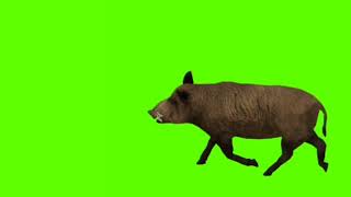 Pig Green Screen Video Editing Background Street New