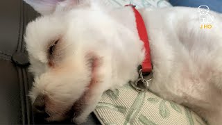 What is My Dog Dreaming About?? by Jihotube 51 views 3 years ago 59 seconds