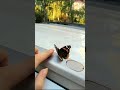 beauty of butterfly  🦋  бабочка встреча с прекрасным Тирасполь #Pridnestrovie #butterfly #nature