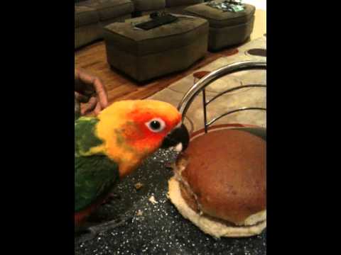 Image result for bird hamburger