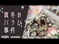 【多肉植物】真冬のバラバラ事件