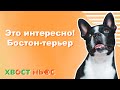 Это интересно! Бостон-терьер