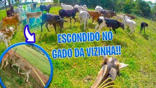Depois apertados correr super bezerros de