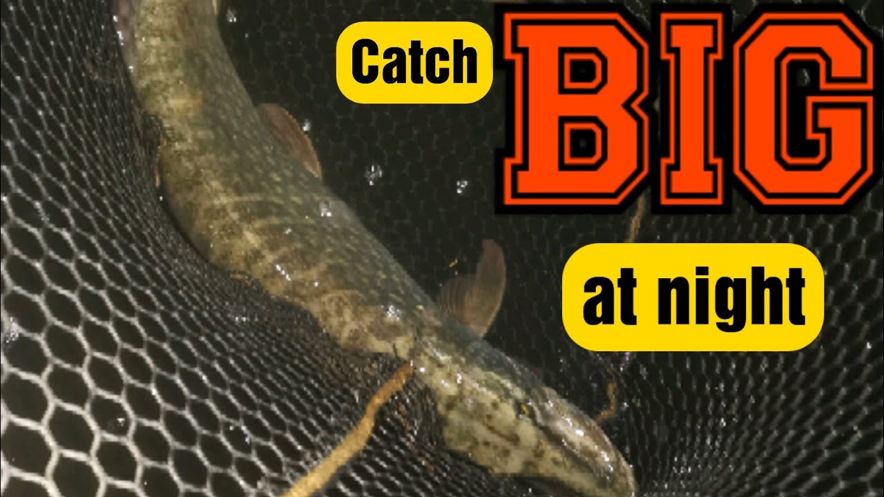 River pike lure fishing at night YouTube
