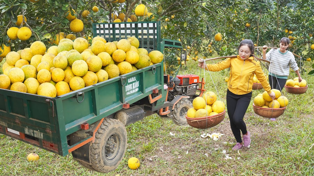 Use Truck To Harvest Lots Of Grapefruit With TIEU HUYEN. Transport Many Grapefruit Go To Market Sell