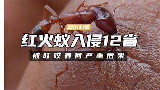 红火蚁入侵12个省？它们究竟是哪里来的，被叮咬有何严重后果