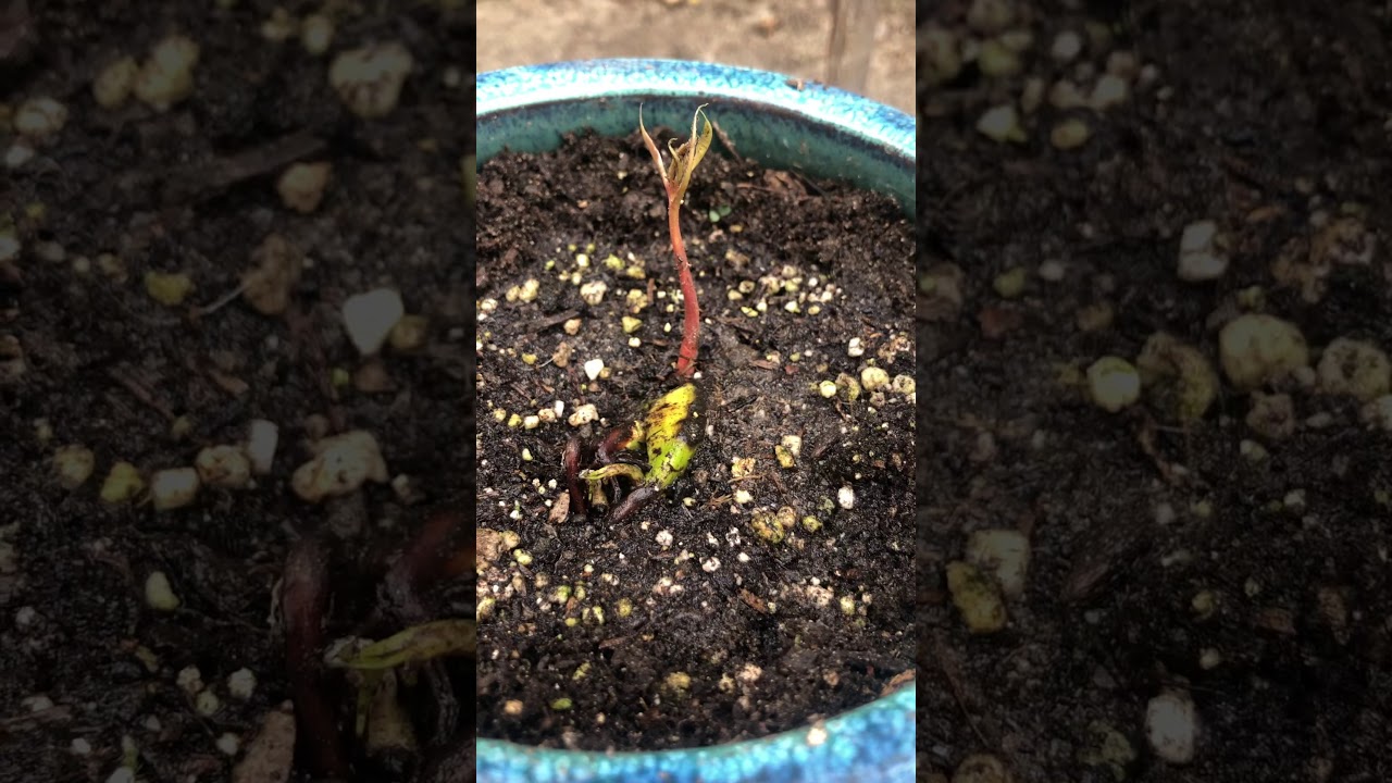 Growing mango from seed
