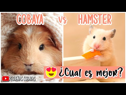 Video: ¿El conejillo de indias es un hámster?