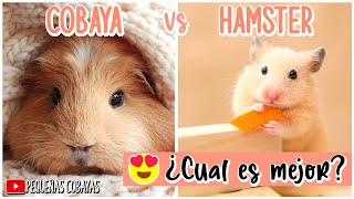 Hamster o Cuyo cual es MEJOR