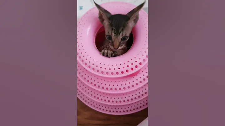 Video 1275201: cornish rex kitty, cornish rex cat, cornish rex baby, kitty toy