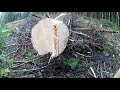 perfect saw cut // Правильная валка наклоненных деревьев // Валка леса // Stihl