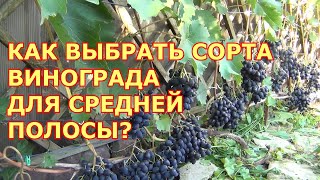 КАК ВЫБИРАТЬ СОРТА ВИНОГРАДА ДЛЯ СРЕДНЕЙ ПОЛОСЫ. КРИТЕРИИ ВЫБОРА