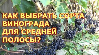 КАК ВЫБРАТЬ СОРТА ВИНОГРАДА ДЛЯ СРЕДНЕЙ ПОЛОСЫ. КРИТЕРИИ ВЫБОРА