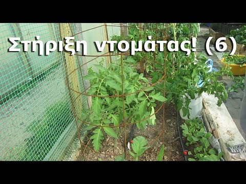 Βίντεο: Τι είναι μια τροπική ντομάτα: Συμβουλές για την καλλιέργεια τροπικών ντοματών