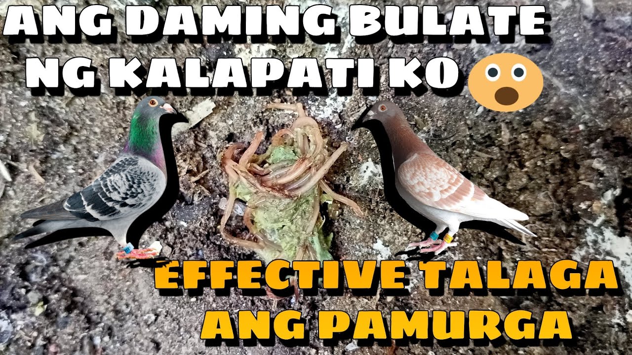 PINURGA KO KALAPATI KO ANG DAMING BULATE UBOS PATI PANG TUBOS 