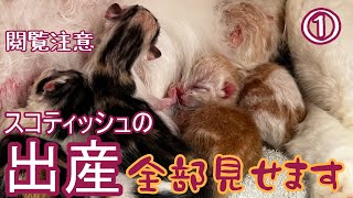 【閲覧注意】モザイク無し/スコティッシュフォールドの5匹出産シーン【全部見せます】