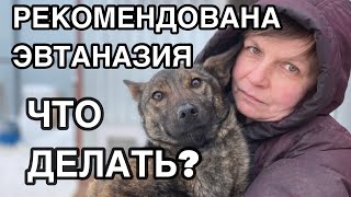 Спасение животных/ Рекомендована эвтаназия